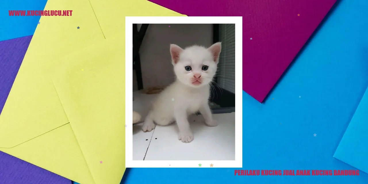 Perilaku Kucing Jual Anak Kucing di Bandung