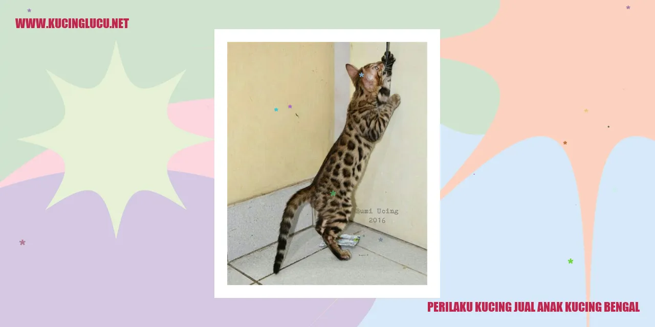 Perilaku Kucing dalam Menjual Anak Kucing Bengal