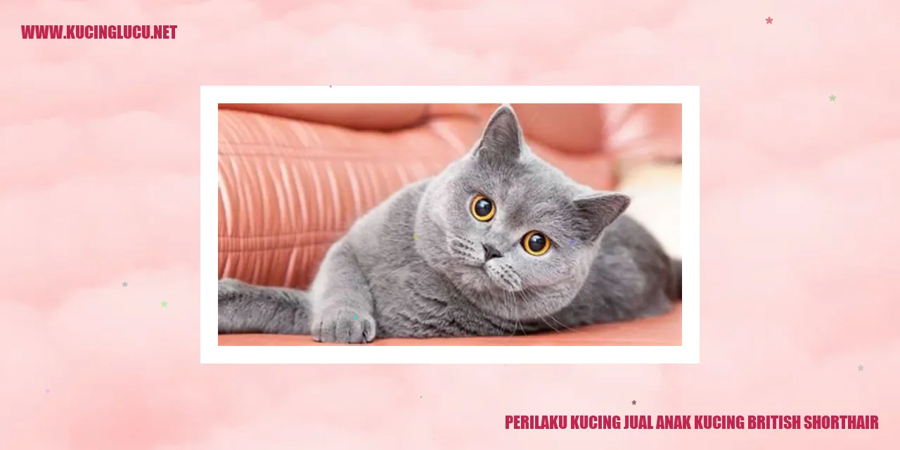 Gambar Kucing British Shorthair