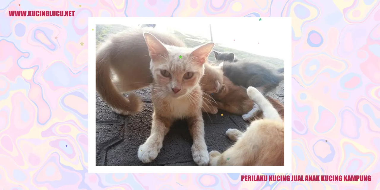 Perilaku Kucing Jual Anak Kucing Kampung