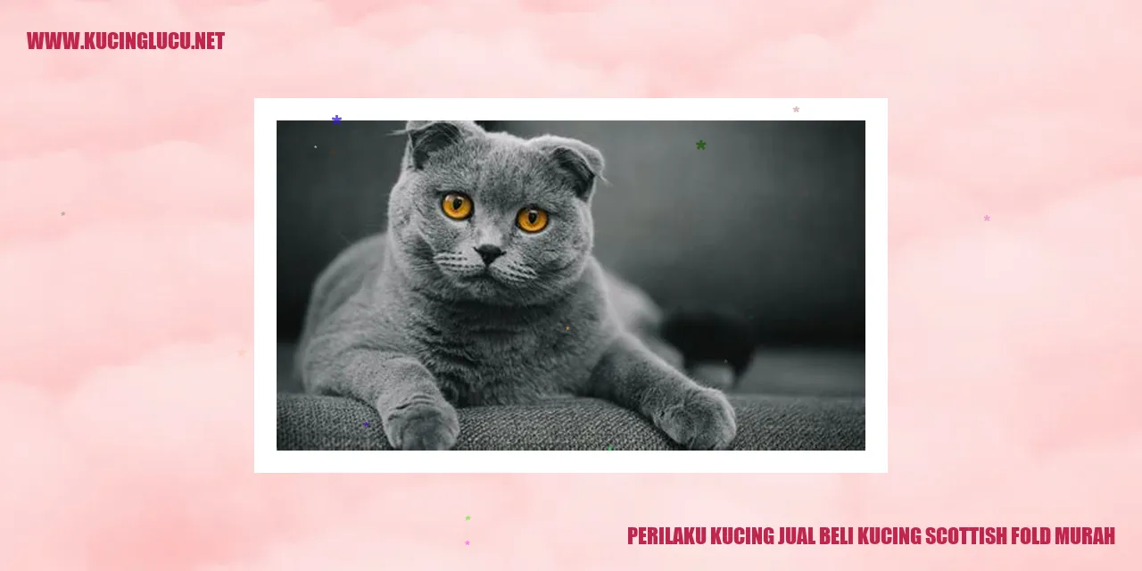 Perilaku Kucing Jual Beli Kucing Scottish Fold Murah