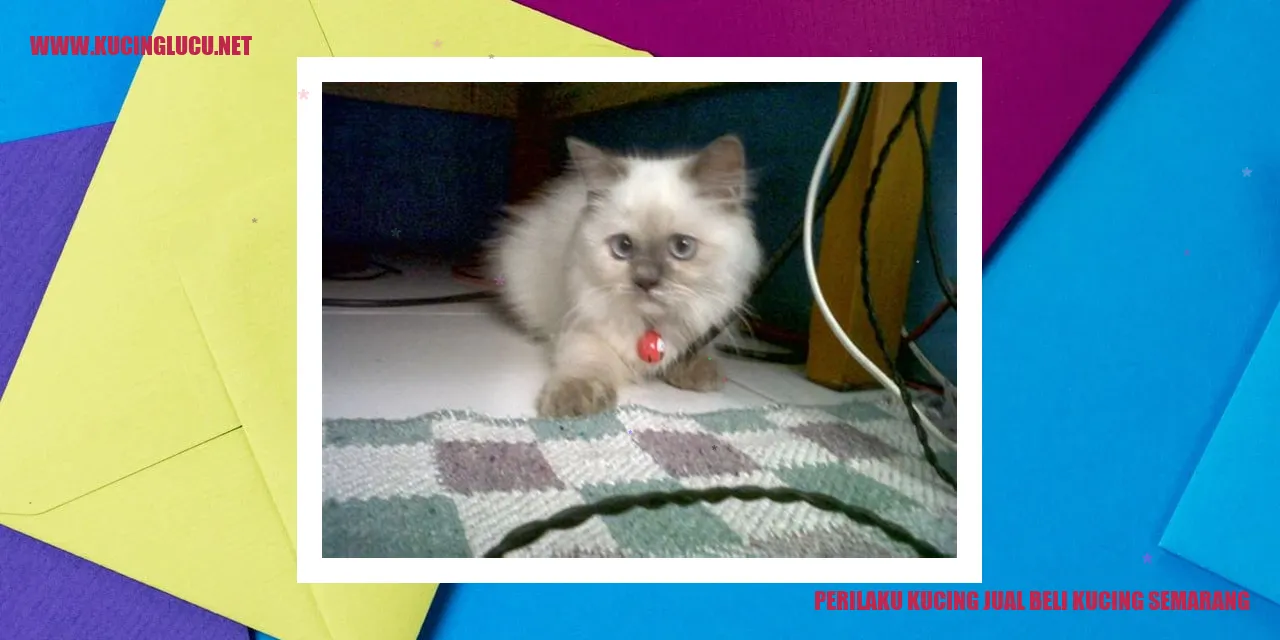 Perilaku Kucing dalam Transaksi Pembelian di Semarang