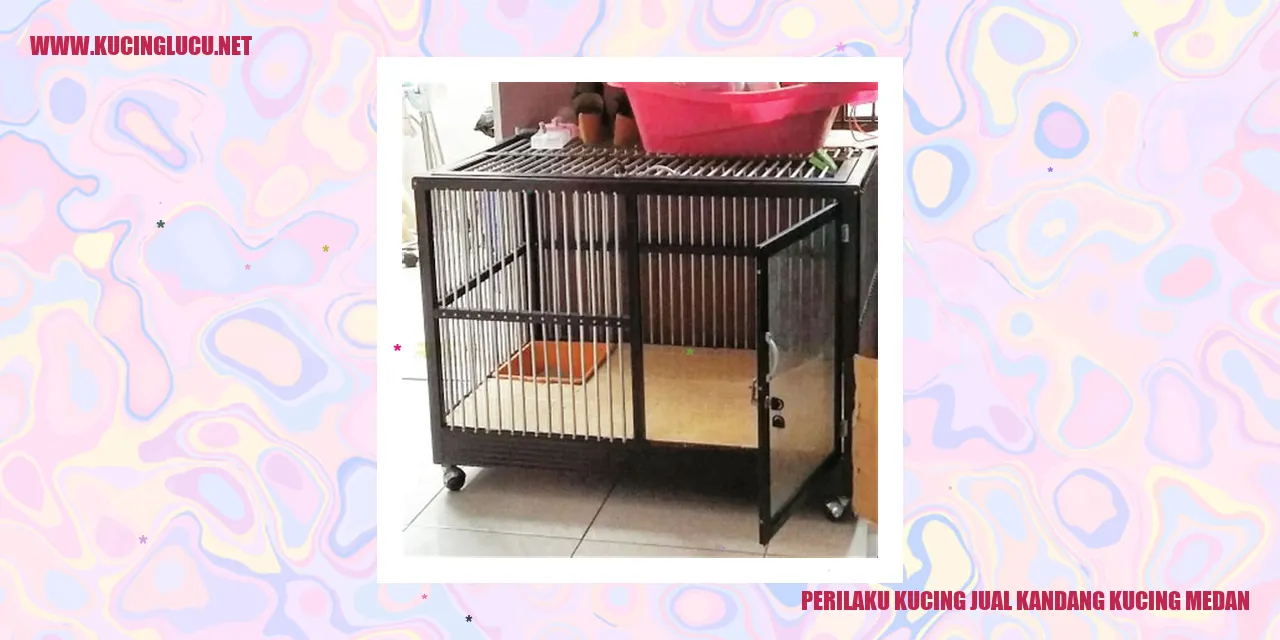 Perilaku Kucing