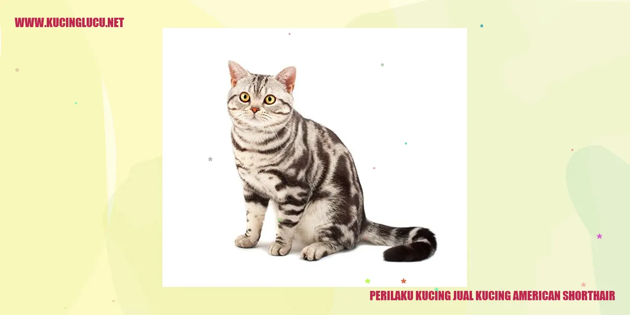 Kucing American Shorthair