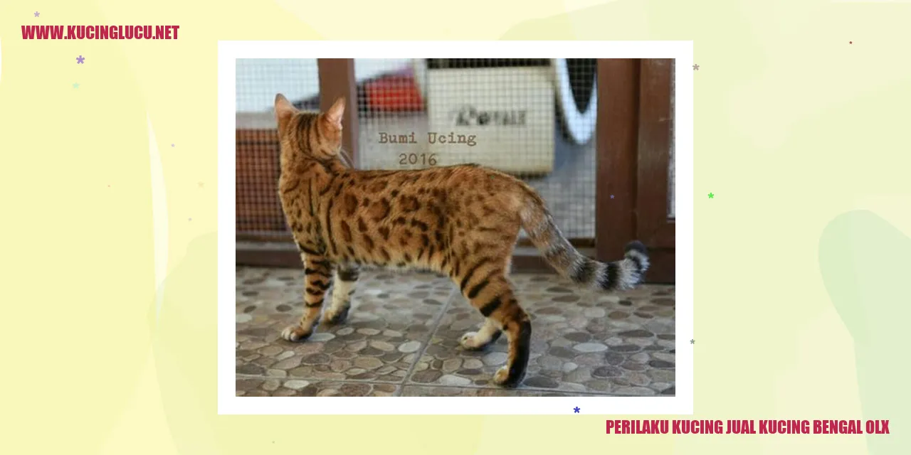Perilaku Kucing
