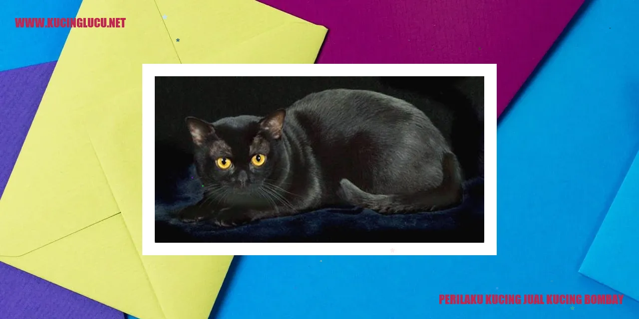 Gambar kucing Bombay
