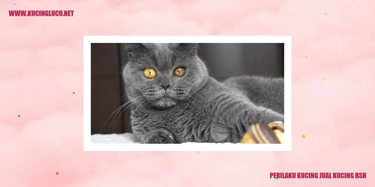 Perilaku Kucing Jual Kucing BSH
