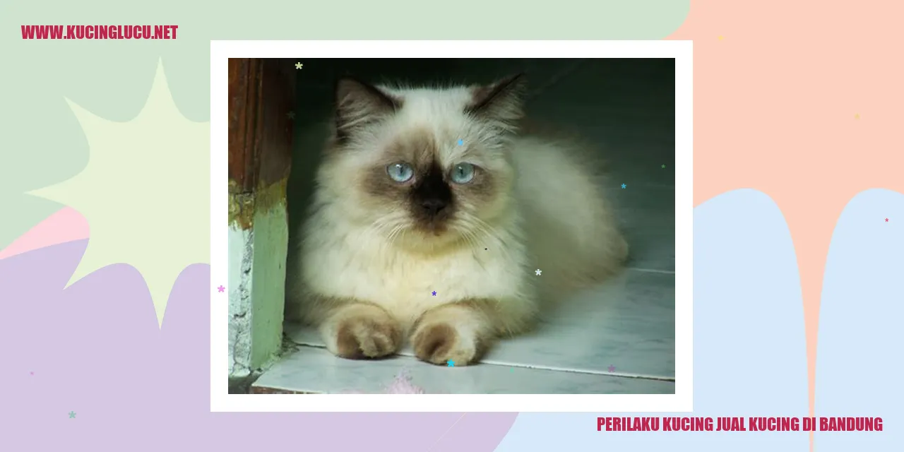 Perilaku Kucing Menjual Kucing di Bandung