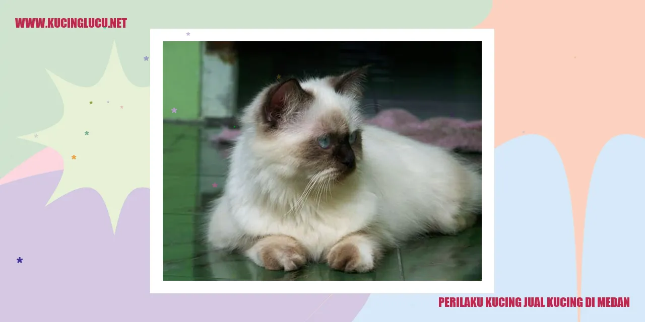 Perilaku Kucing Berdagang Kucing di Medan