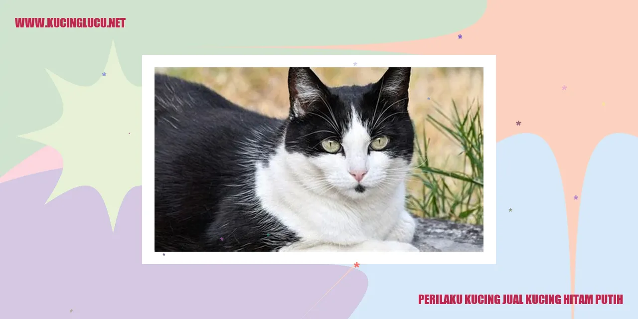 Perilaku Kucing Jual Kucing Hitam Putih