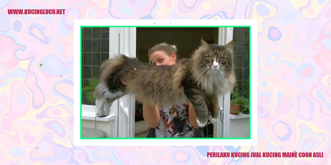 Kucing Maine Coon Asli