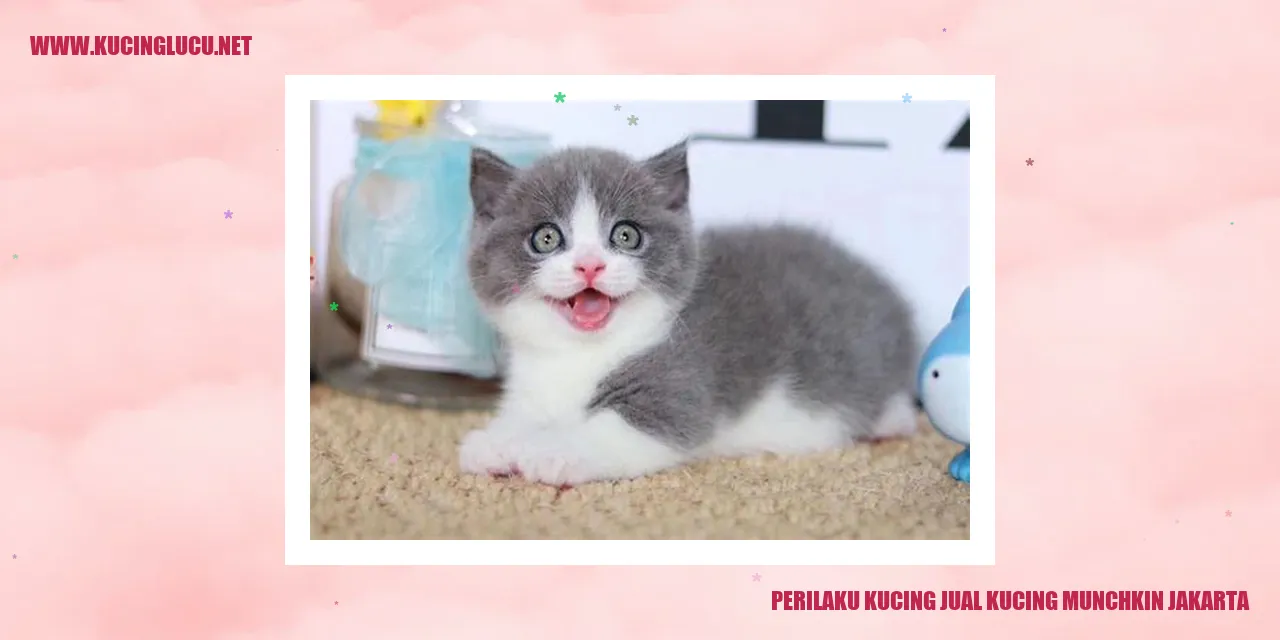 Gambar kucing munchkin