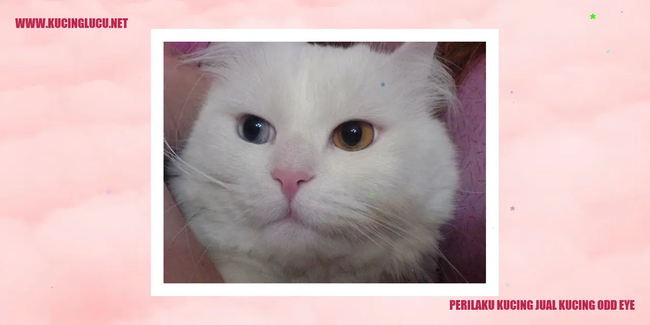 Perilaku Kucing jual kucing odd eye