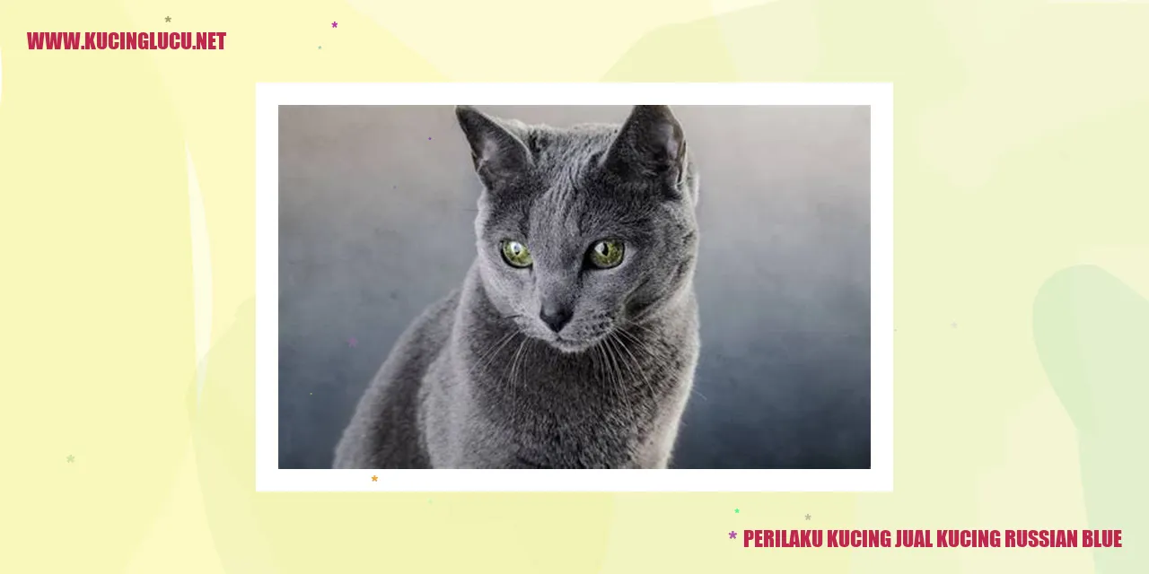Gambar Kucing Russian Blue