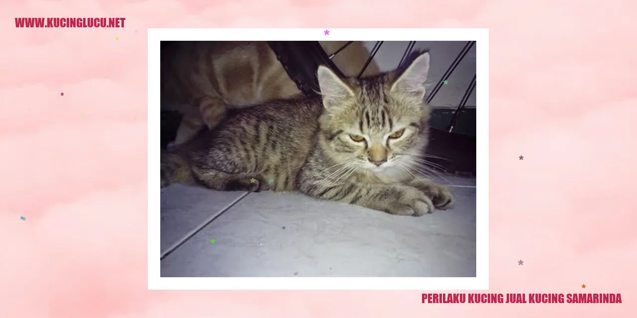 Kucing Jual Kucing Samarinda