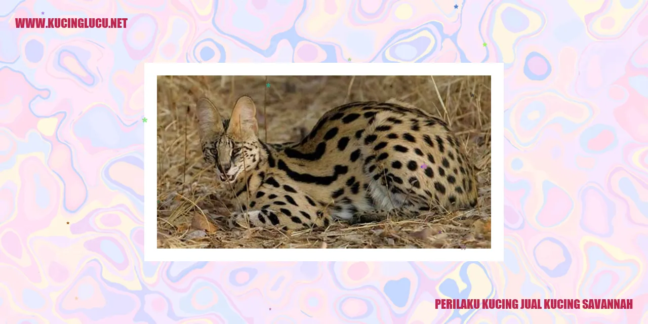 Gambar Kucing Savannah