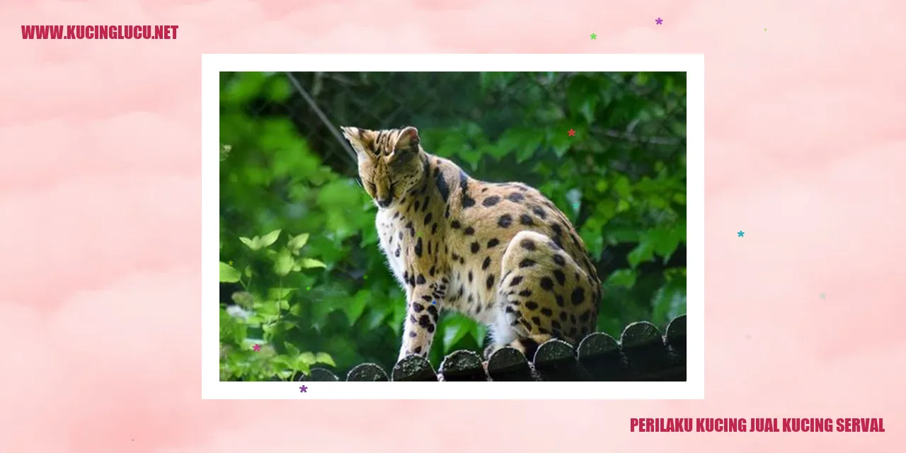 Perilaku Kucing Jual Kucing Serval