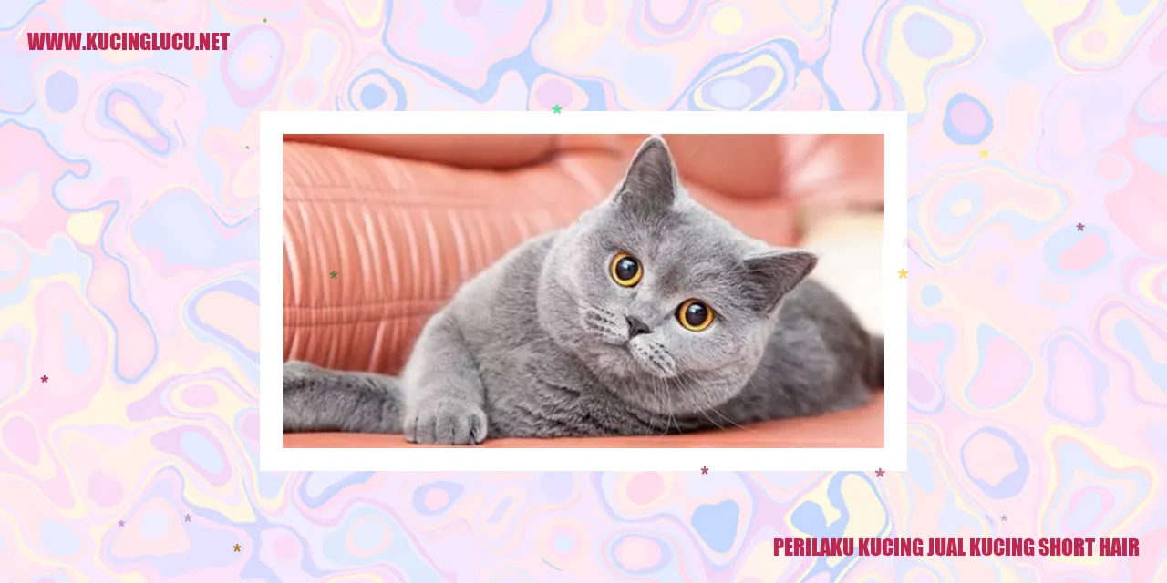 Perilaku Kucing Saat Mencari Kucing Short Hair yang Ingin Dijual