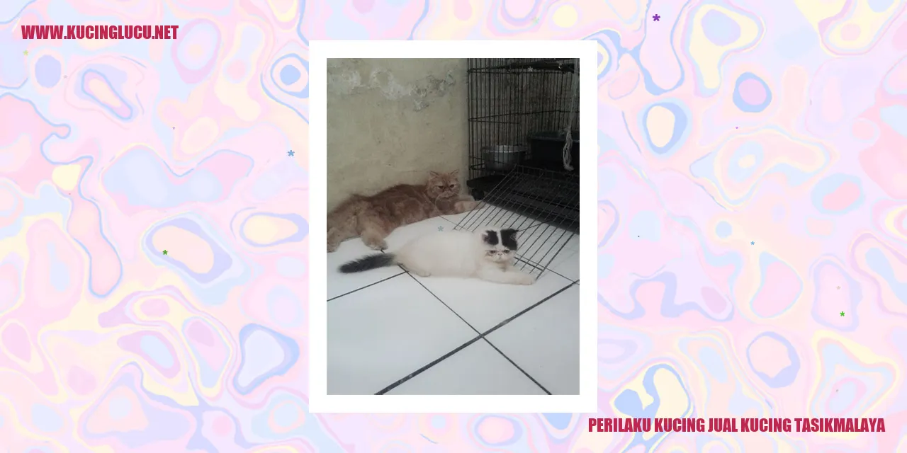 Gambar Kucing