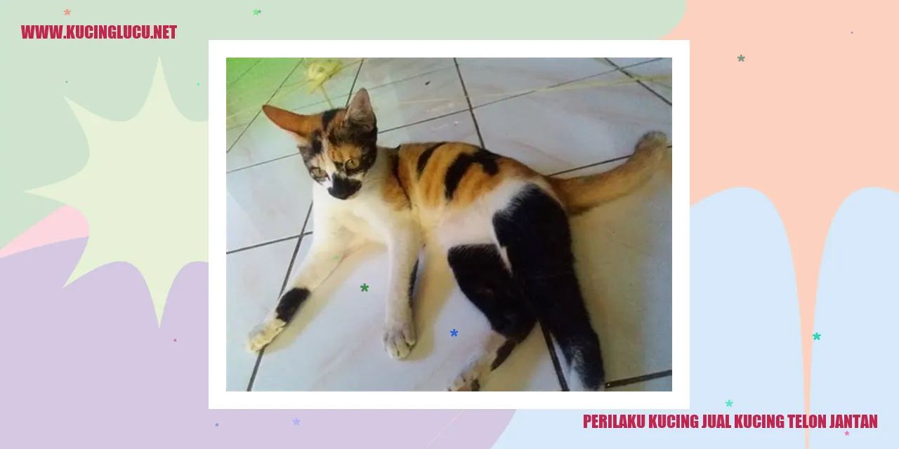Perilaku Kucing Jual Kucing Telon Jantan