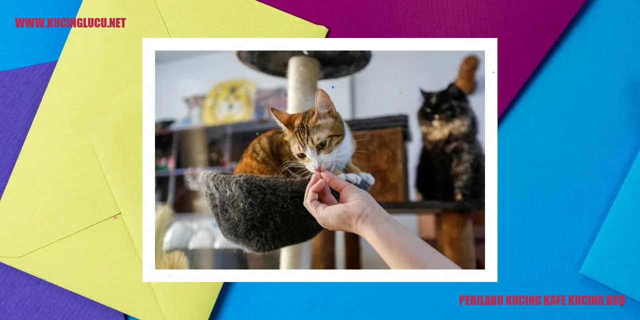 Perilaku Kucing Kafe BSD