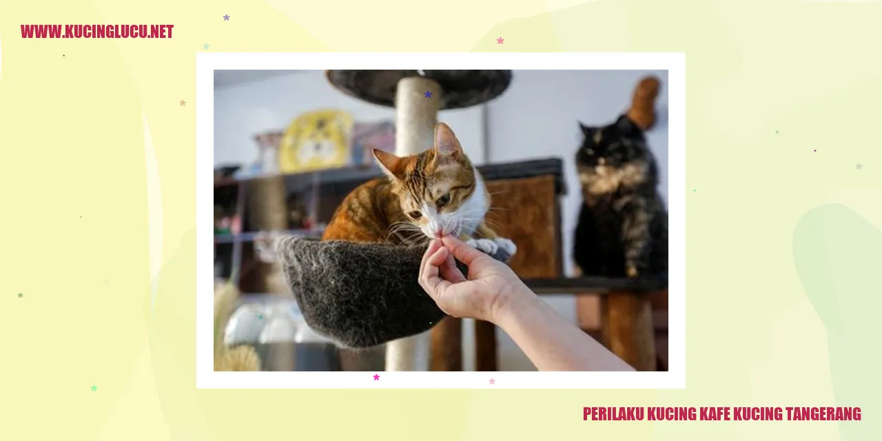 Kucing di Kafe Kucing Tangerang