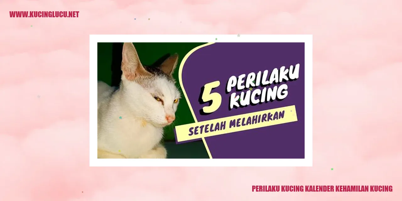 Perilaku Kucing Kalender Kehamilan Kucing