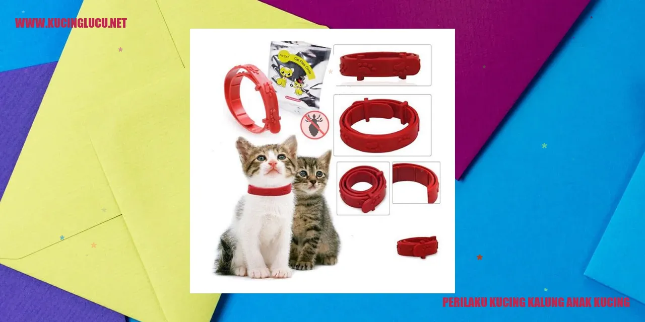 Perilaku Kucing Kalung Anak Kucing