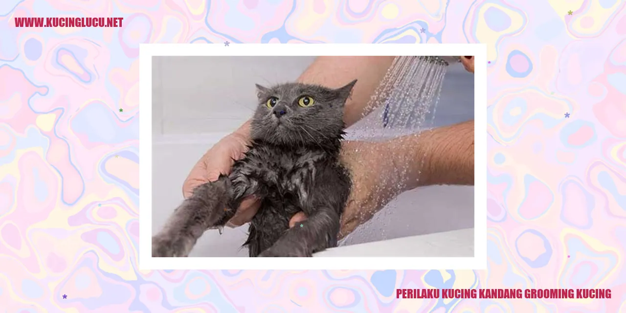 Perilaku Kucing dalam Grooming Kucing Kandang