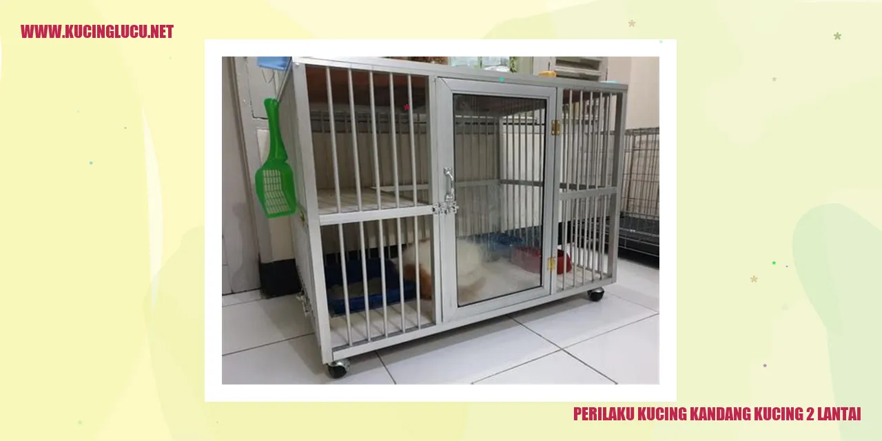 Perilaku Kucing Kandang Kucing 2 Lantai