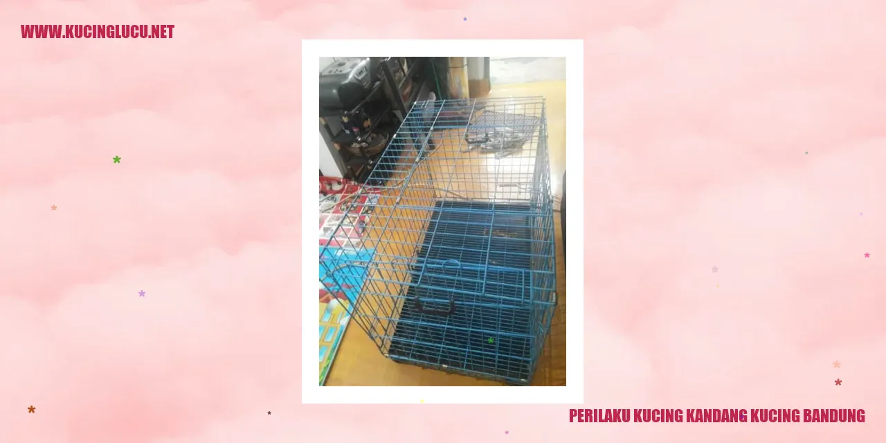 Perilaku Kucing Kandang di Bandung