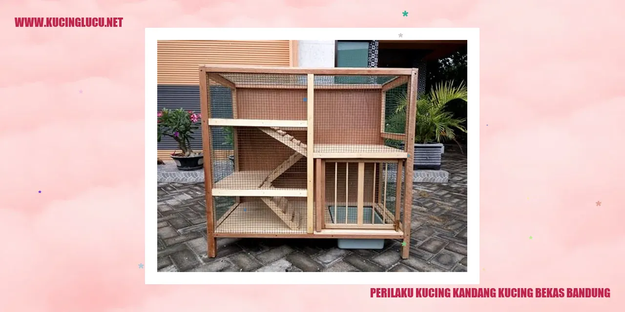 Perilaku Kucing Kandang Kucing Bekas Bandung