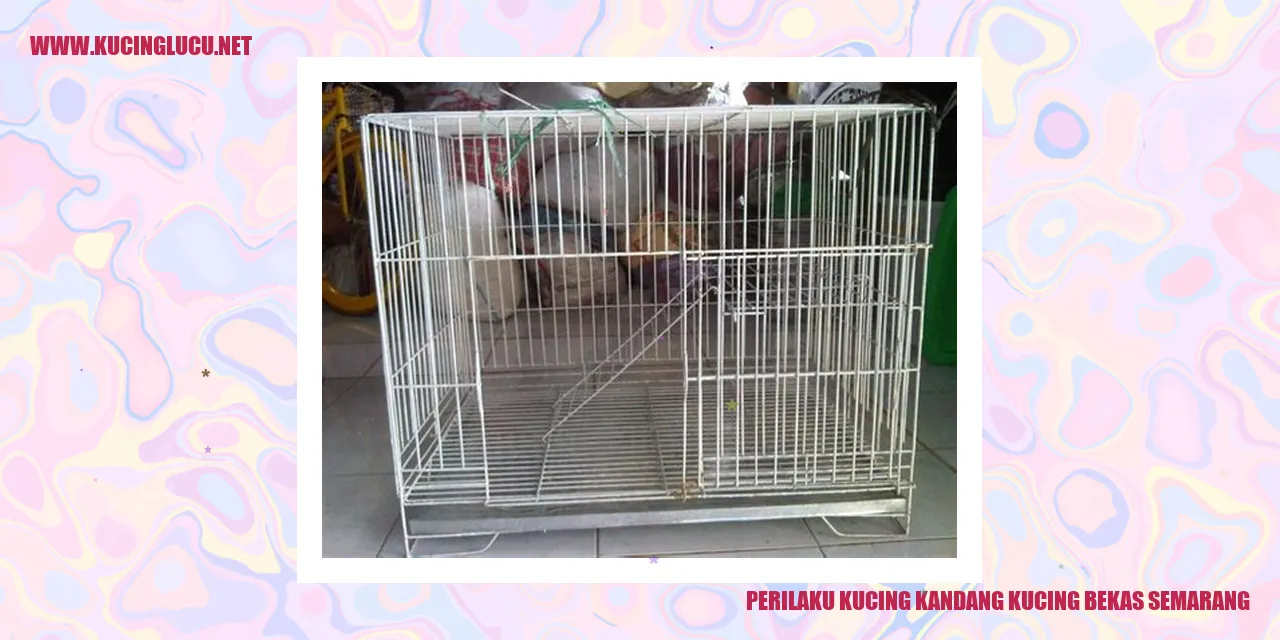 Perilaku Kucing Kandang Kucing Bekas Semarang