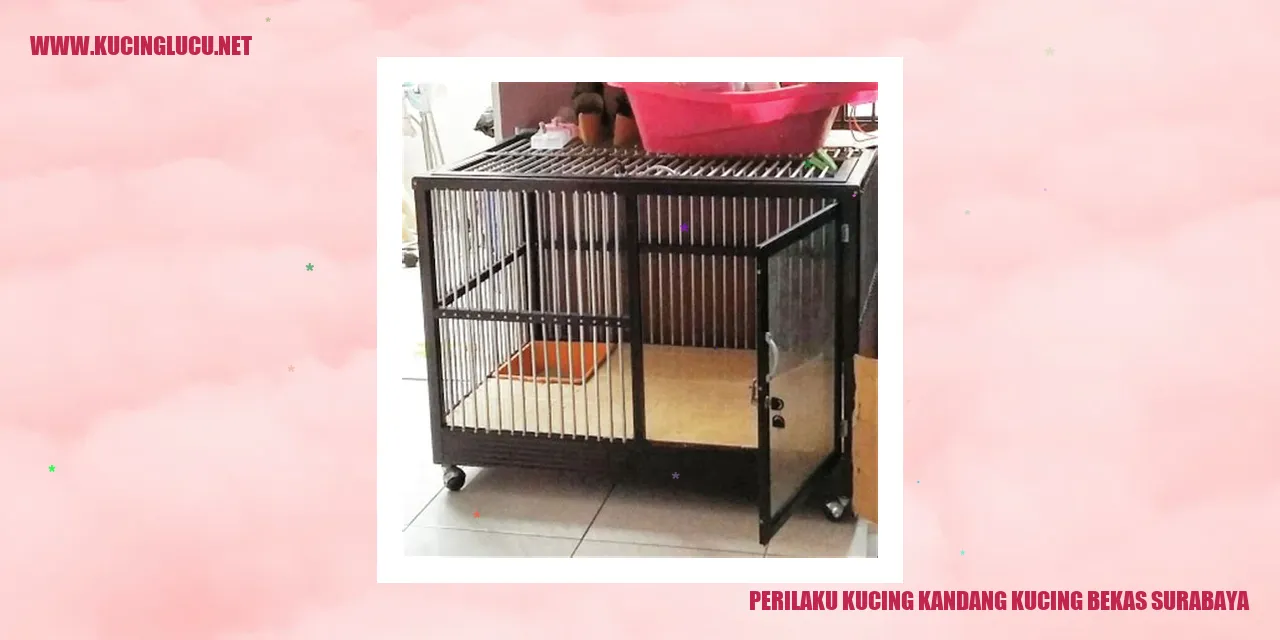Perilaku Kucing kandang kucing bekas surabaya