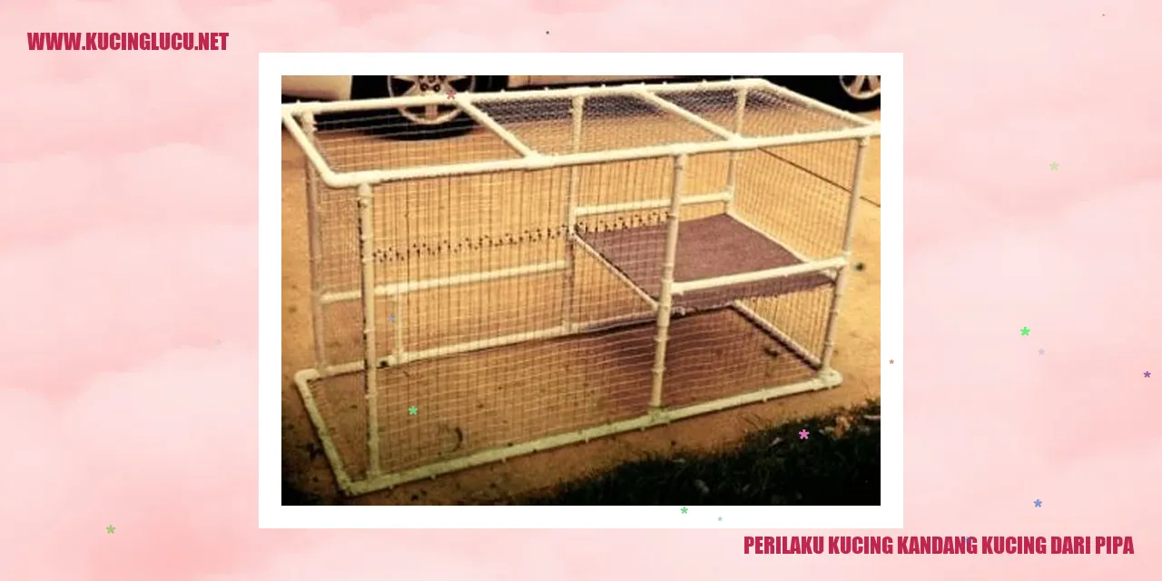 Perilaku Kucing Kandang dari Pipa