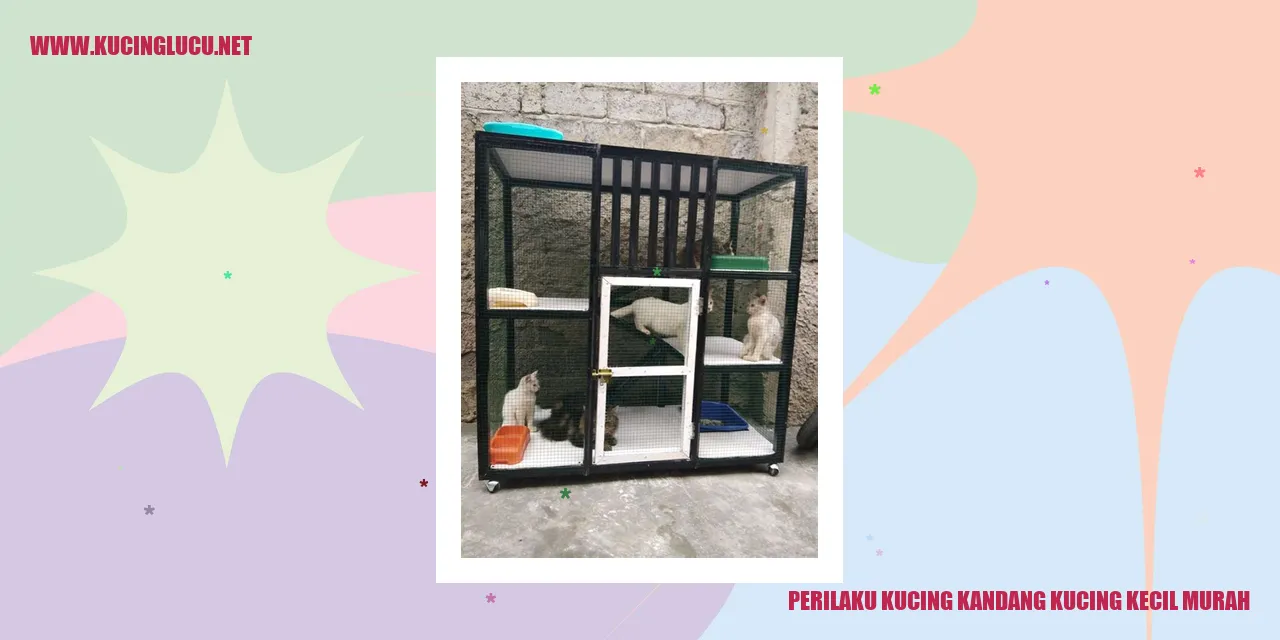 Perilaku Kucing Kandang Kucing Kecil Murah