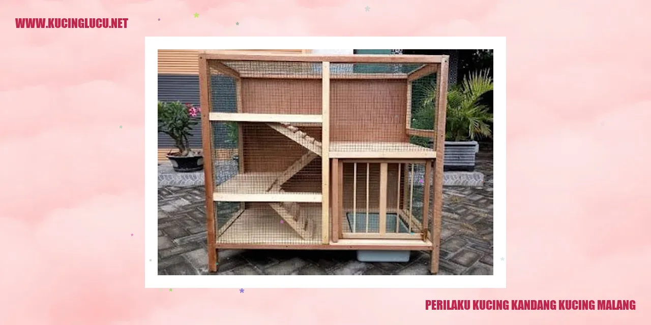 Perilaku Kucing Kandang Kucing Malang