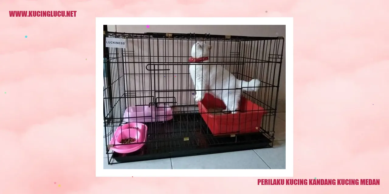 Perilaku Kucing Kandang Kucing Medan