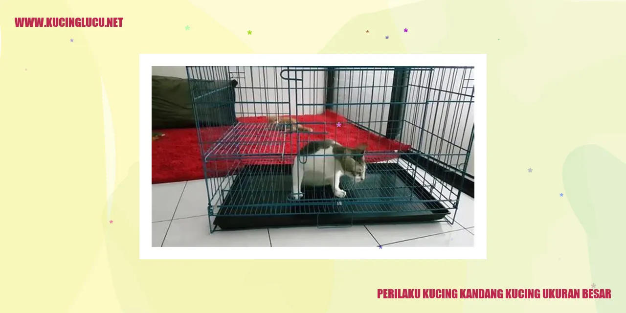 Perilaku Kucing Kandang Ukuran Besar