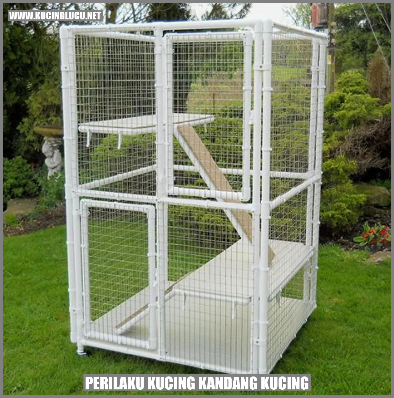 Perilaku Kucing Kandang Kucing