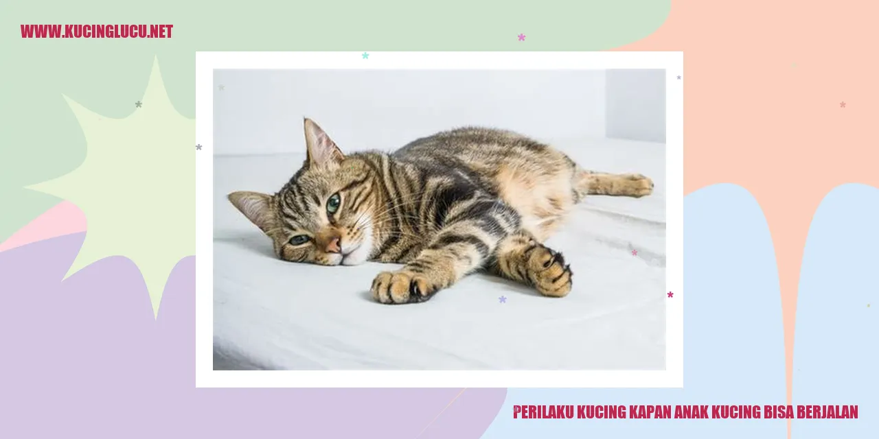 Anak kucing yang sedang belajar berjalan