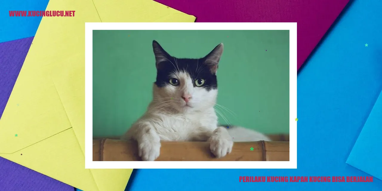 Kucing berjalan