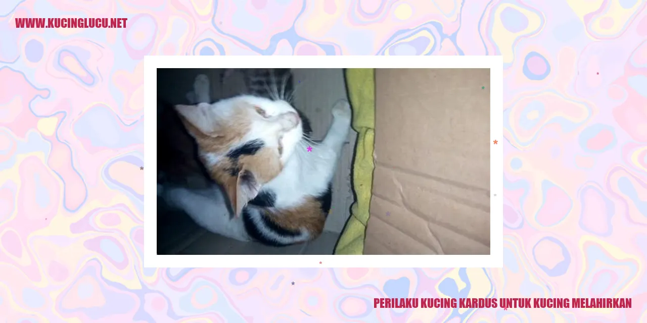 Perilaku Kucing kardus untuk kucing melahirkan