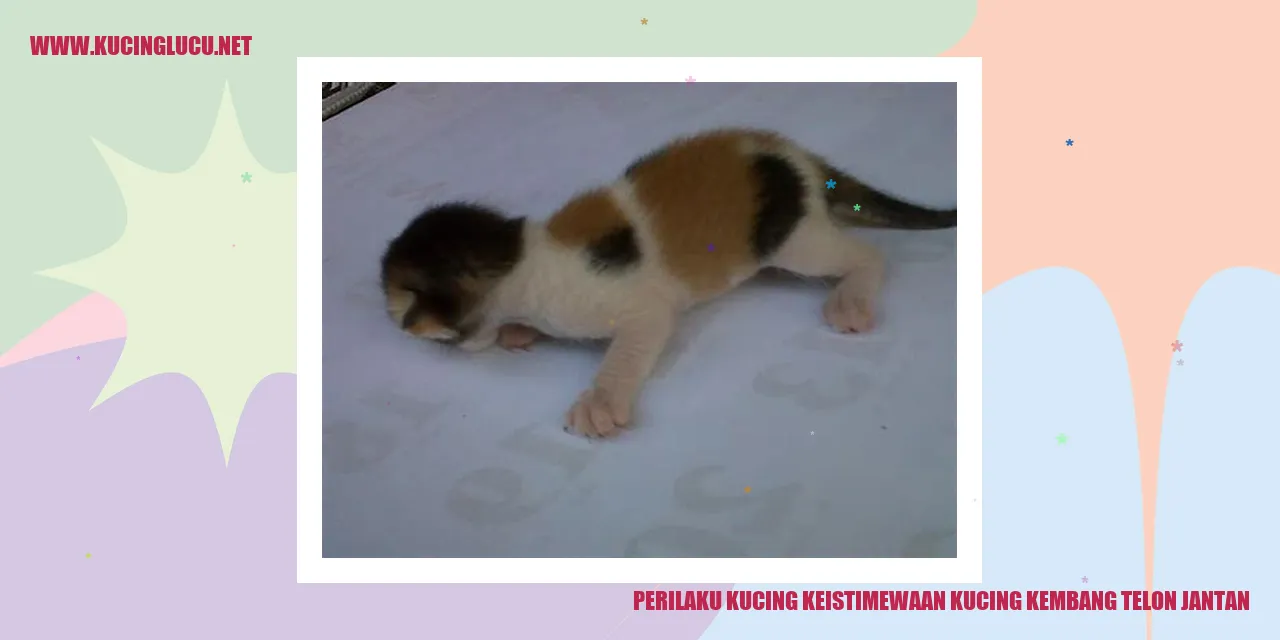 Gambar Kucing Kembang Telon Jantan