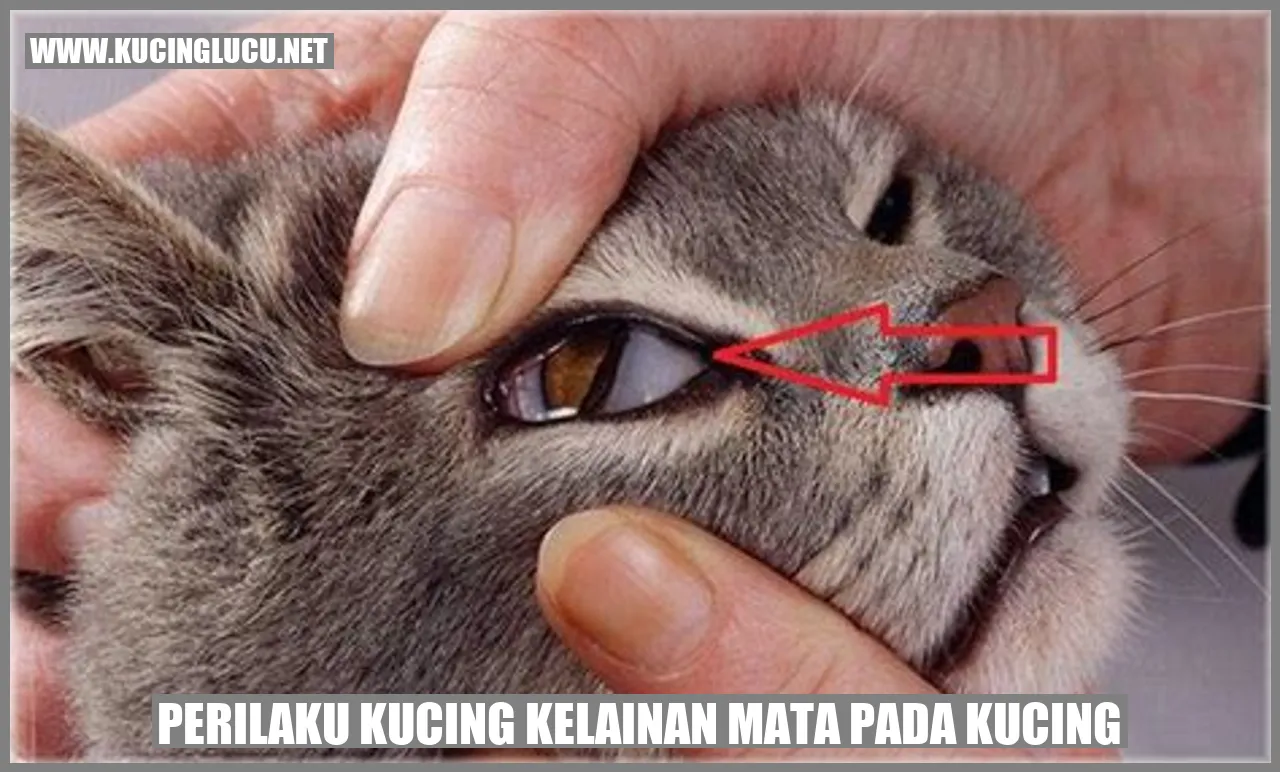 Kecacatan Mata pada Kucing