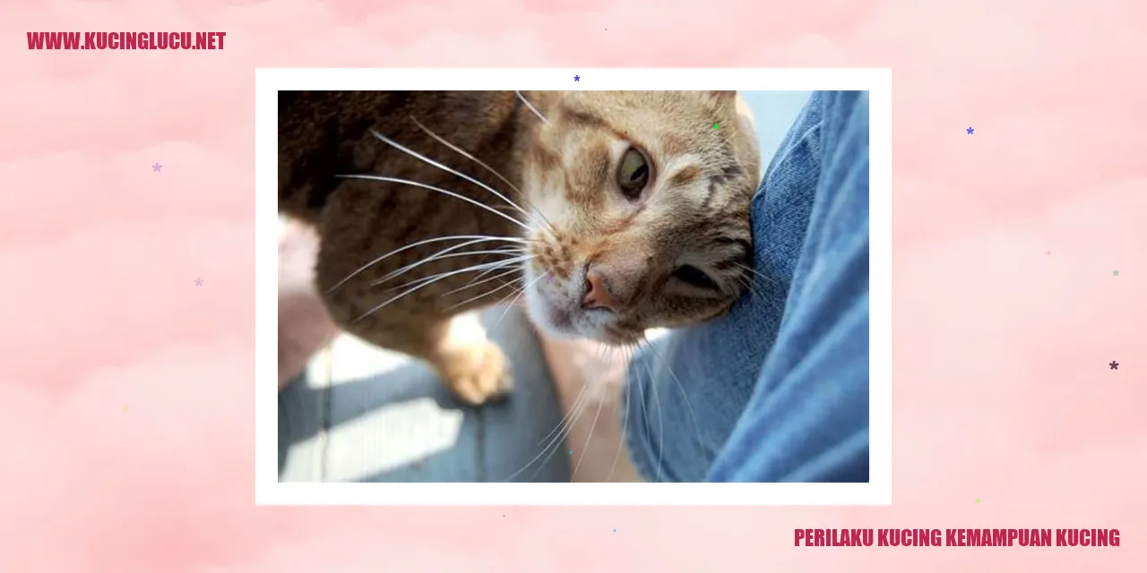 Kepribadian dan Ketrampilan Kucing
