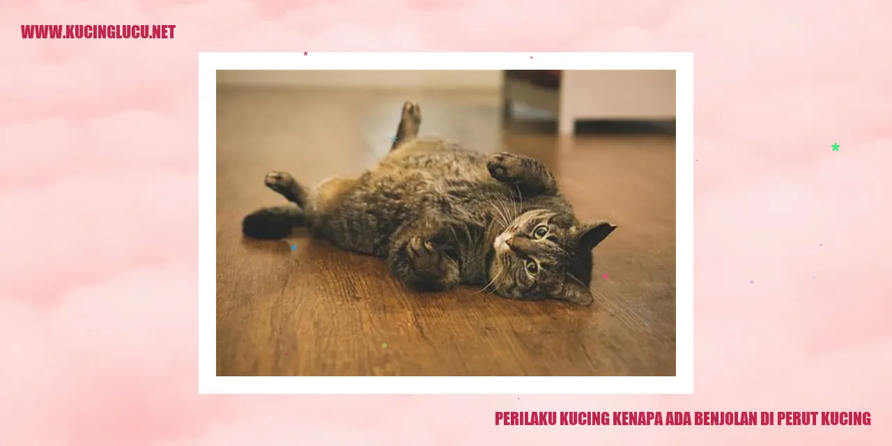 Perilaku Kucing Kenapa Ada Benjolan di Perut Kucing