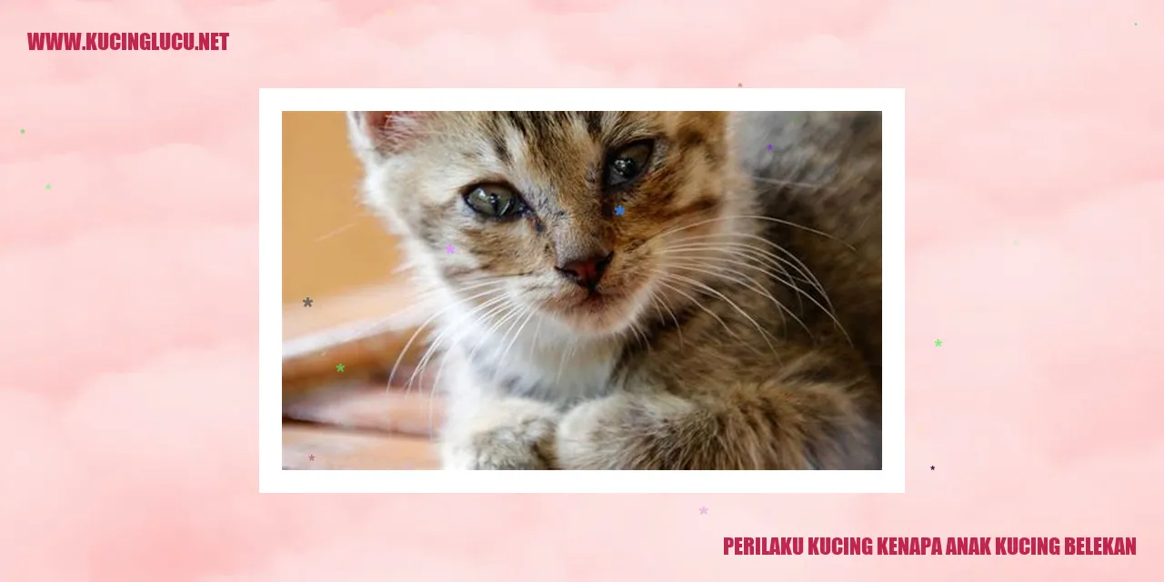 gambar kucing belekan