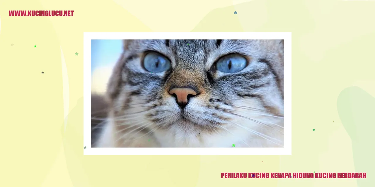 Perilaku Kucing Mengapa Hidung Kucing Mengalami Pendarahan