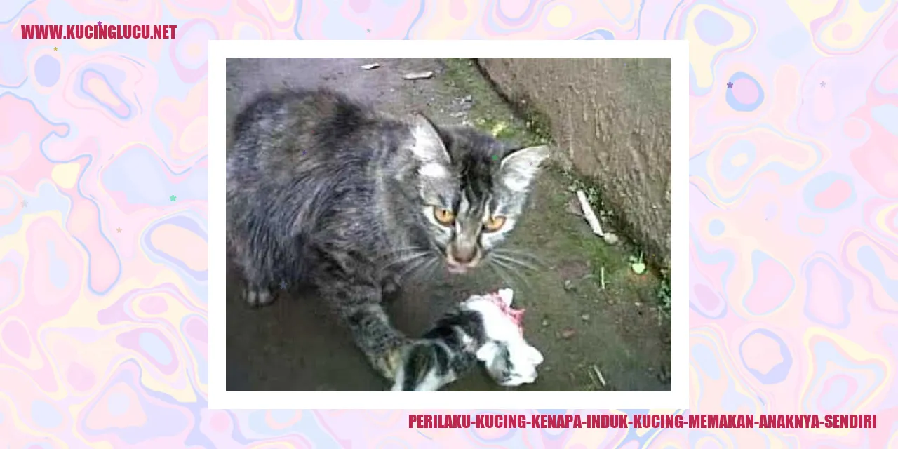 Perilaku Kucing kenapa induk kucing memakan anaknya sendiri